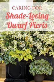 More images for mountain snow pieris care » 5 Steps For Perfecting Pieris Easy Care Plants Small Evergreen Shrubs Lawn And Garden