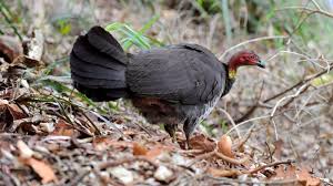 We did not find results for: Lock Up Your Chickens It S Turkey Time Birds On The March From North Shore Stronghold