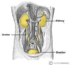 The kidneys are located at the rear wall of the abdominal cavity just above the waistline and are protected by the ribcage. The Kidneys Position Structure Vasculature Teachmeanatomy