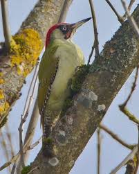 Vogel Des Monats Der Grunspecht Specht Grunspecht Tiere Und Vogel