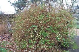 Also known as fragrant winter honeysuckle, this early bloomer makes a fast growing fragrant shrub hedge. Lonicera Fragrantissima Alchetron The Free Social Encyclopedia