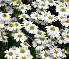 Image result for Brachycome mossambicensis