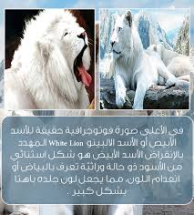 5 معلومات غريبة عن الأسود فتاة اتيوبية حيوان لوبون أسد الثلج white lion animals polar bear