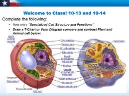 Cell analogy assessment project with myp criterion b. Cell Analogy