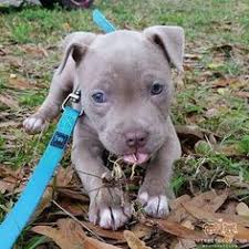 We have puppies for sale and the pit bull information you are looking for. 94 Prestigious Pups Ideas Puppies Dogs Cute Dogs