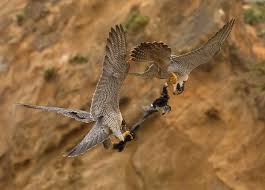 Peregrines usually hunt with either a swift chase or a fast dive. Peregrine Falcon The Peregrine Fund