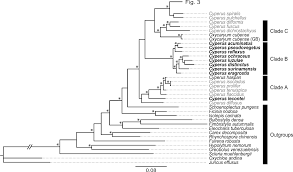 Image result for Hypolytrum goetghebeur
