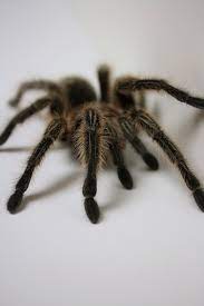 Maybe you would like to learn more about one of these? Venom And Barbed Hairs Why Tarantulas Are Actually Quite Cool Dickinson County Conservation Board