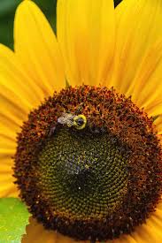 Welcome to the honey impact, genshin impact database and guides website. Sunflower With Honey Bee Photograph By Bj Clayden