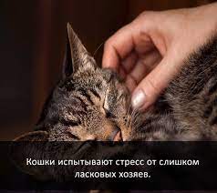 nashi lyubimye zhivotnye tovary dlya zhivotnyh kotopes zhivotnye