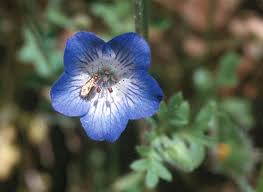 Check spelling or type a new query. Baby Blue Eyes Nemophila Menziesii