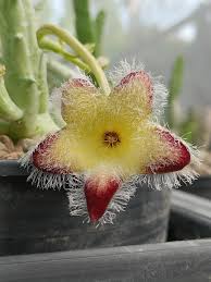 Image result for Tridentea marientalensis