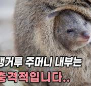 캥거루 주머니 속에는 새끼만 있는게 아닙니다 ㄷㄷ
