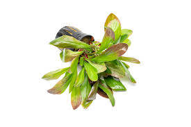 Image result for Samolus