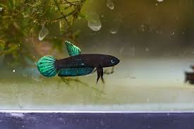 High Quality Wild Betta Persephone Pair Wild Type Betta Wild Type Betta Persephone Fish Wild Caught From Johor They Will Be In 2020 Siamese Fighting Fish Betta Fish