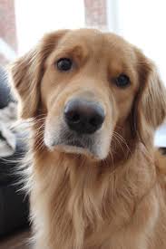 Wenn Mama Eine Neue Kamera Bekommt Und Du Ihr Model Bist Goldenretreiver Golden Retriever Retriever Kopek
