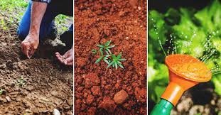 You probably won't find many starter vegetables in your local garden center in autumn, when most gardeners have put their gardens to bed for the winter. Fall Gardening How To Plan And Start A Fall Garden At The Right Time