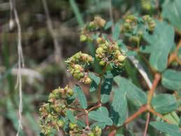 Image result for Euphorbia hyssopifolia