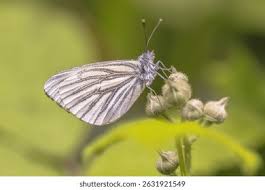 Image result for Pieris napi