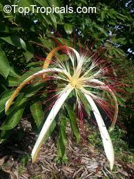 Image result for Centrostachys aquatica