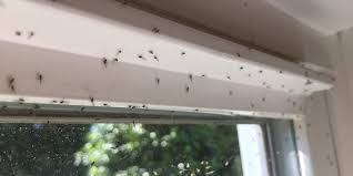 See more of bug techs pest control company inc on facebook. Exterminator In Great River Ny 11739 Great River A Top Rated Pest Control Company Ecotech Pest Control Inc