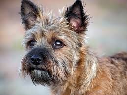 Image result for cairn teriér