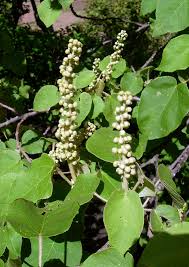 Image result for Croton macrostachyus