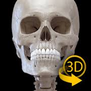 Download essential skeleton 3 app for android. Skeleton 3d Anatomy 2 5 3 Apk Obb Data File Download Android Medical Apps