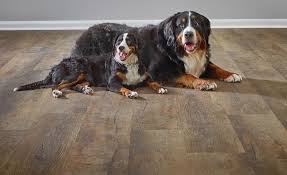 Maybe you would like to learn more about one of these? What S Next For Pet Friendly Floors 2018 02 09 Floor Trends Magazine