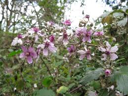 Image result for Rubus adolfi-friederici