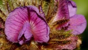 Image result for Eriosema rhynchosioides