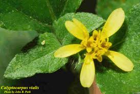 Image result for Calyptocarpus vialis