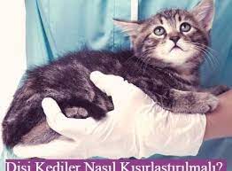 bazi kedi sahiplerinin tercihi olan kedi kisirlastirma operasyonu icin birtakim kriterlere dikkat etmek sarttir disi kedilerin rahminin cerrahi o 2020 kedi ayi dis