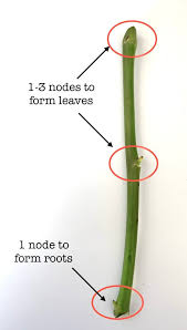 Image result for cuttings of roses