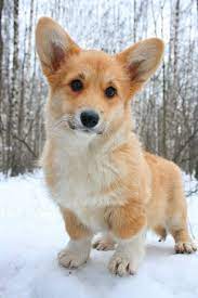 welsh corgi infoveto cute dogs corgi dog cute animals