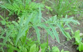 Image result for Sisymbrium