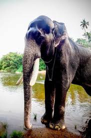 Mangalamkunnu karnan elephant story copyright @r media 2019. Pin On Aanachandam