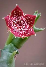 Image result for Orbea carnosa
