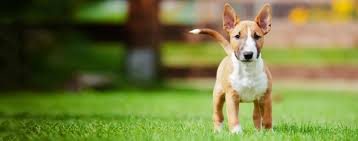 For the love of mini bull terrier puppies! Miniature Bull Terrier Dog Breed Facts And Information Wag Dog Walking