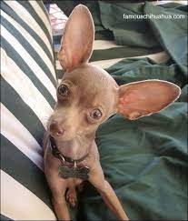Little Romeo The Chihuahua That Chews On Everything Cute Chihuahua Chihuahua Puppies Chihuahua