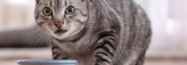 We did not find results for: Como Alimentar A Un Gato Comida Libre O Con Horario Hill S Pet
