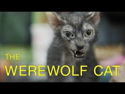 He's been a joy ever since i adopted him a few years ago, and my life has been better with him in it. Werewolves Compete In Cat Show Werewolf Cats In Tica Cat Show Lykoi Cat Breed Debuts Werecats Youtube Lykoi Cat Werewolf Cat Cat Breeds