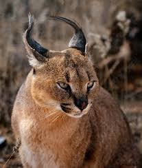 Weitere ideen zu karakal, wilde katzen. Caracal Katze Scannt Seine Umgebung Foto Vorratig Crushpixel