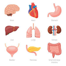 Image result for internal organs