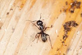 After effectively treating the infestation there are steps you should take to prevent future problems by ridding your local pest control service covering eastern pennsylvania. How To Get Rid Of Carpenter Ants For Good Per Entomologists