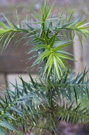 Image result for Araucaria angustifolia