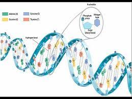 (iv) synthesis of protein (structural and functional) Dna Ppt Download