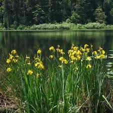 Image result for Iris pseudacorus