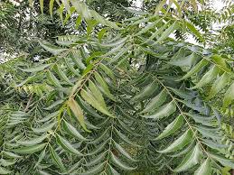 Image result for Azadirachta indica