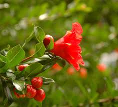 Image result for Punicaceae